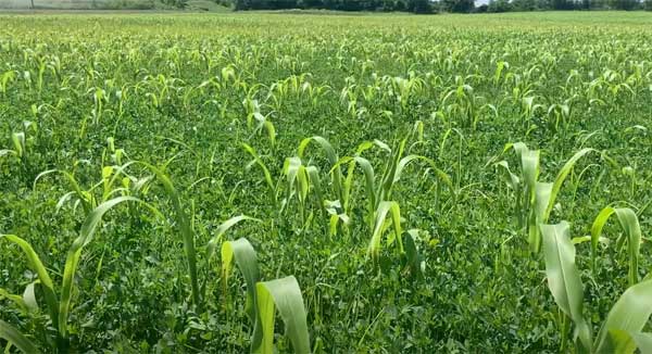 Cover crops in alfalfa field