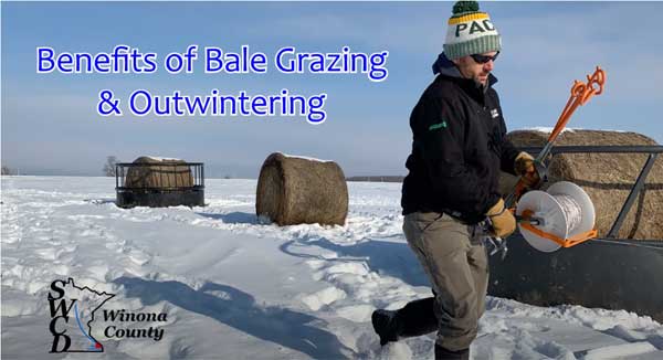 A man installing wire fencing around rolls of hay in a snow covered field