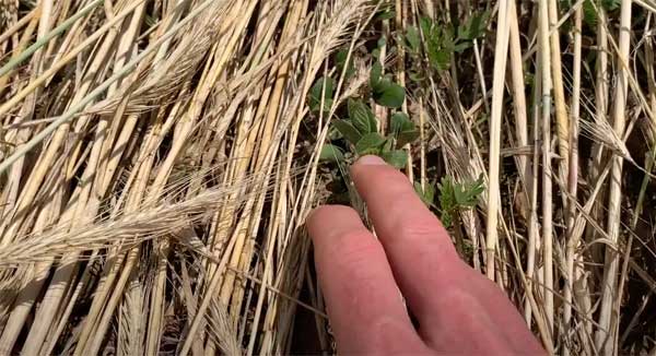 Person's hand picking at a small plant in soil