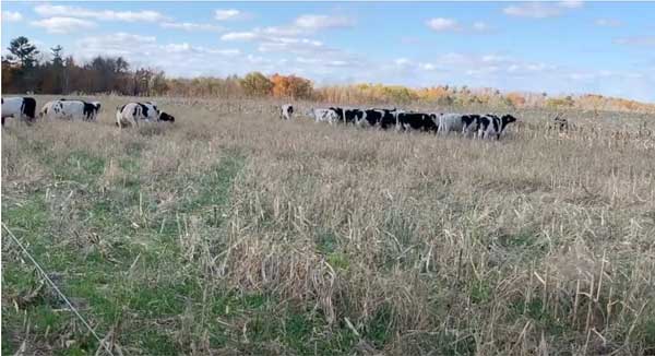 Cows on pasture