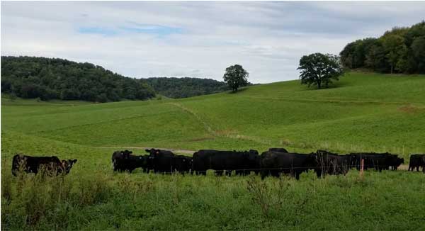 Cattle grazing