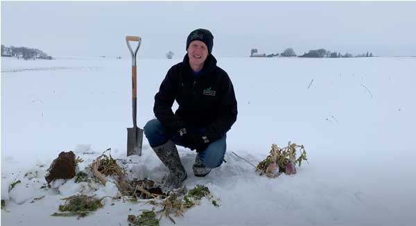 A man kneeling next to a shovel and uncovered plants in a snow covered field
