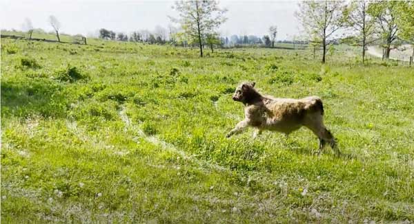 Cattle calf running