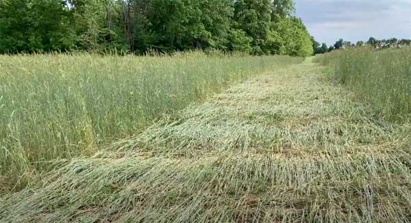 Farm field with strip of pressed cover crop