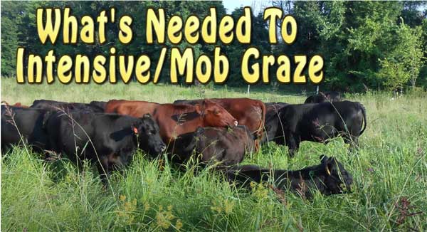 Cows in field