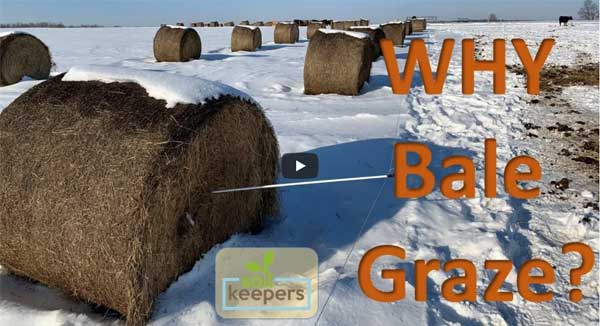 Bales of hay in snow
