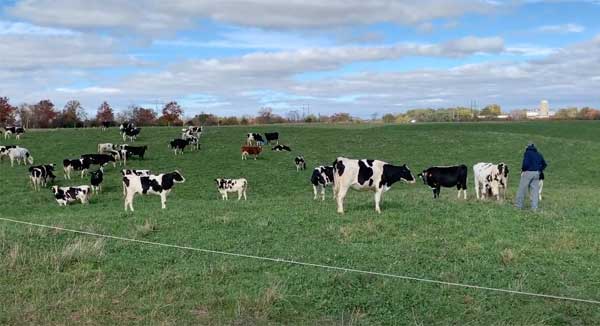Cows grazing in field and man walking among them