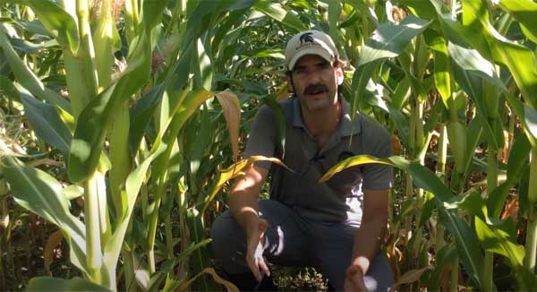 Man squatting between corn rows