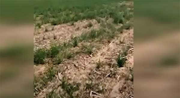 Farm field with dying cover crops
