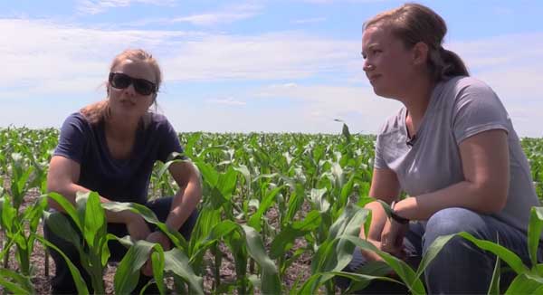 Two women squatting in corn field
