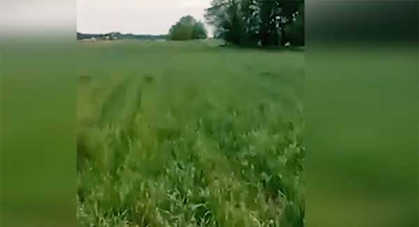 Farm field with cover crops