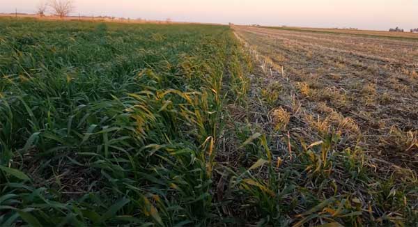 Farm field divided by green crop on left and brown crop on right