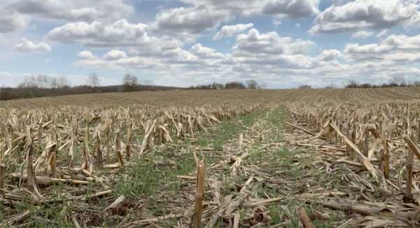 Harvested corn field with cover crops