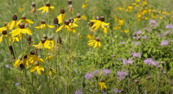 Prairie flowers