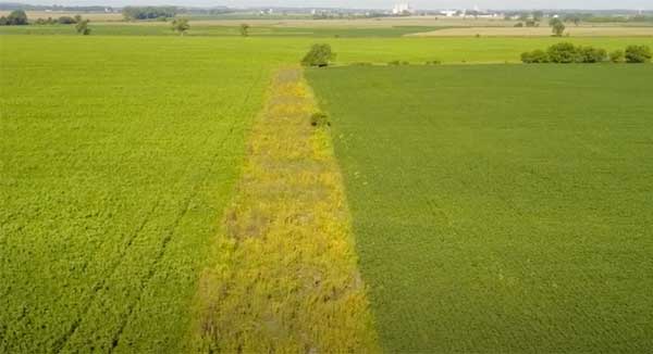 Aerial view of farm field with prairie buffer strip
