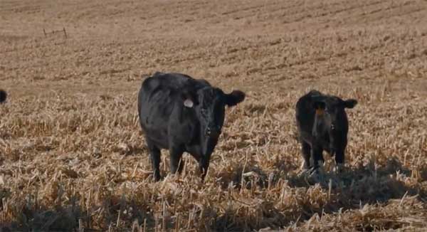 Two cows in a farm field