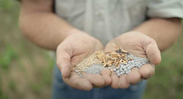 Man's hands holding seeds