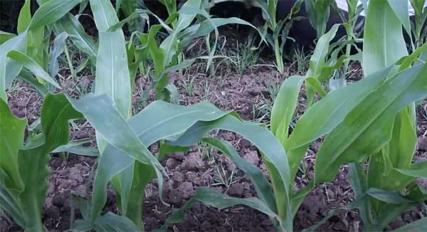 Young corn plants