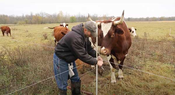 Man fixing fence in pasture with cattle beside him