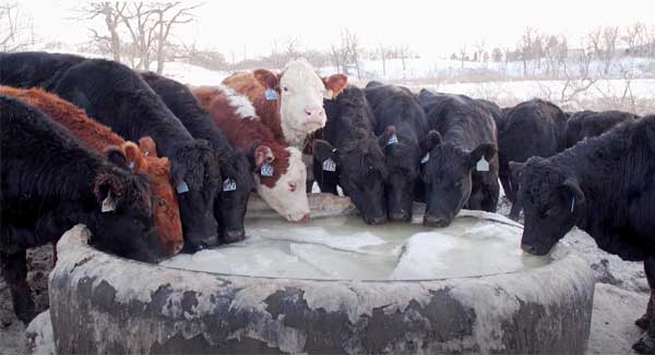 cattle drinking out of trough in winter