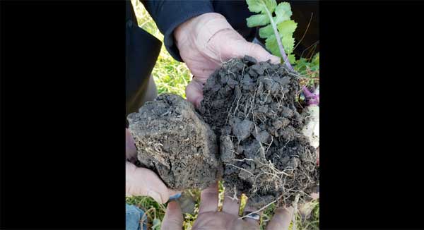 Side by side comparison of chunks of soil