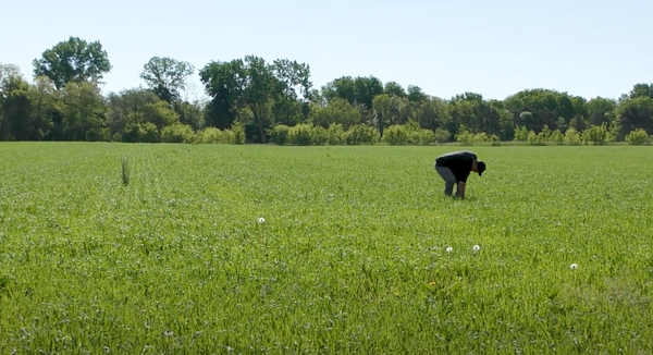 Man bending down to look at crops in a field
