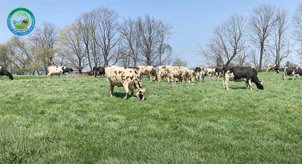 Cow herd grazing in field