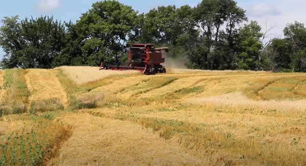 Harvester harvesting wheat