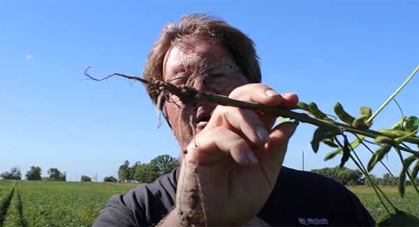 Farmer holding soybean plant showing roots