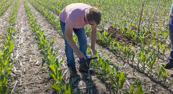 Farmer taking soil sample in corn field