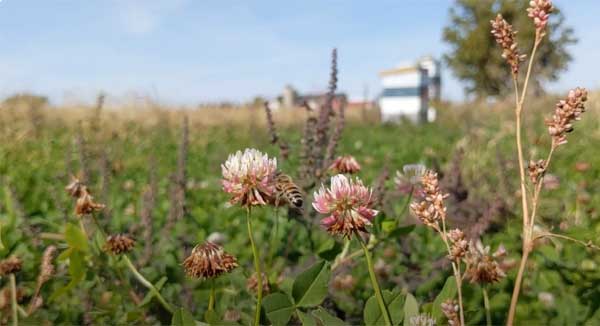 Close up of prairie plants with bee