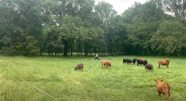 Cattle grazing on pasture