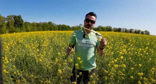 Man in cover crop field holding up a turnip