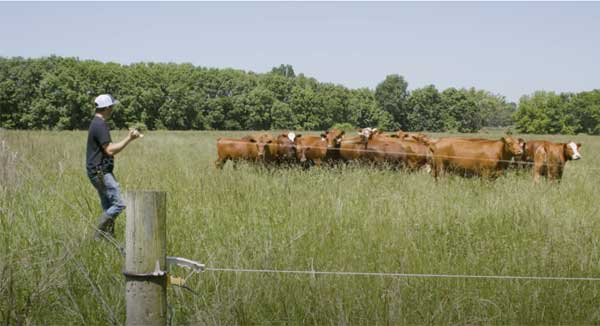 Providing Biodiversity For Grazing With Cover Crops Native Grasses