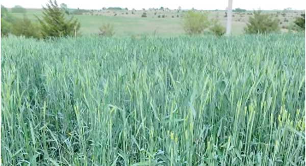 Triticale in farm field