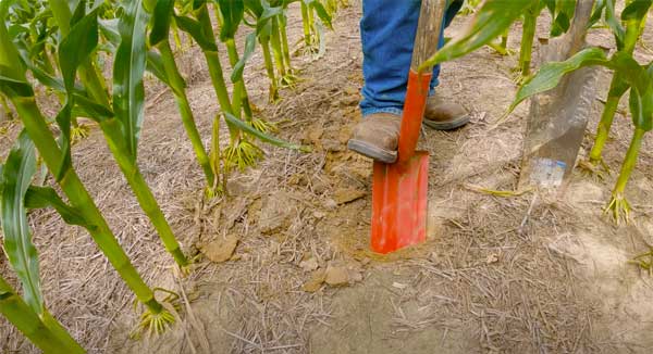 Man's foot and shovel in corn field