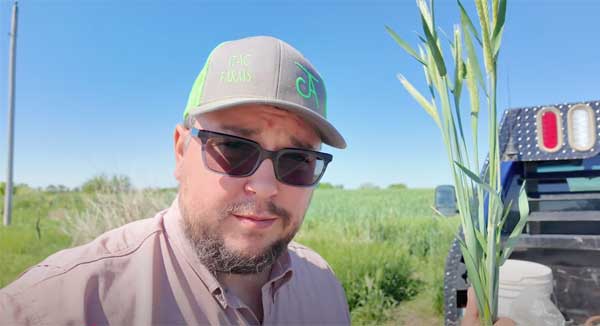 Man holding triticale plant