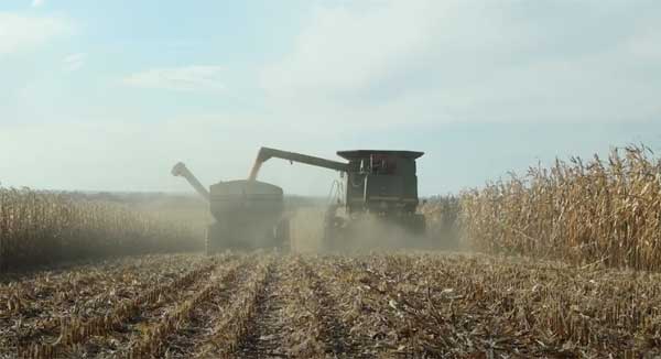 Harvest equipment in corn field