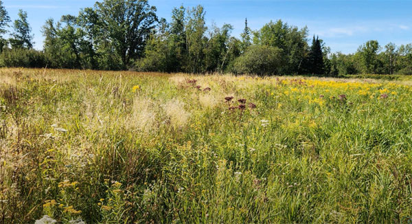 prairie strip on a farm