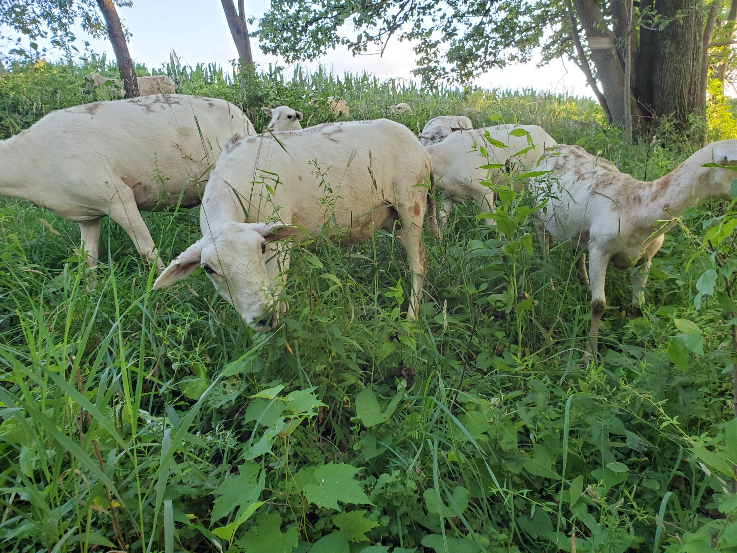 Sheep graze a wooded field