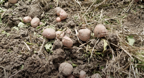 Potatoes in a farm field
