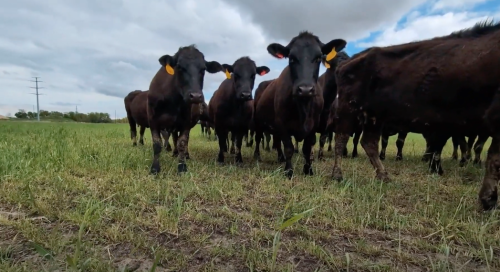 Cattle herd grazing cover crops