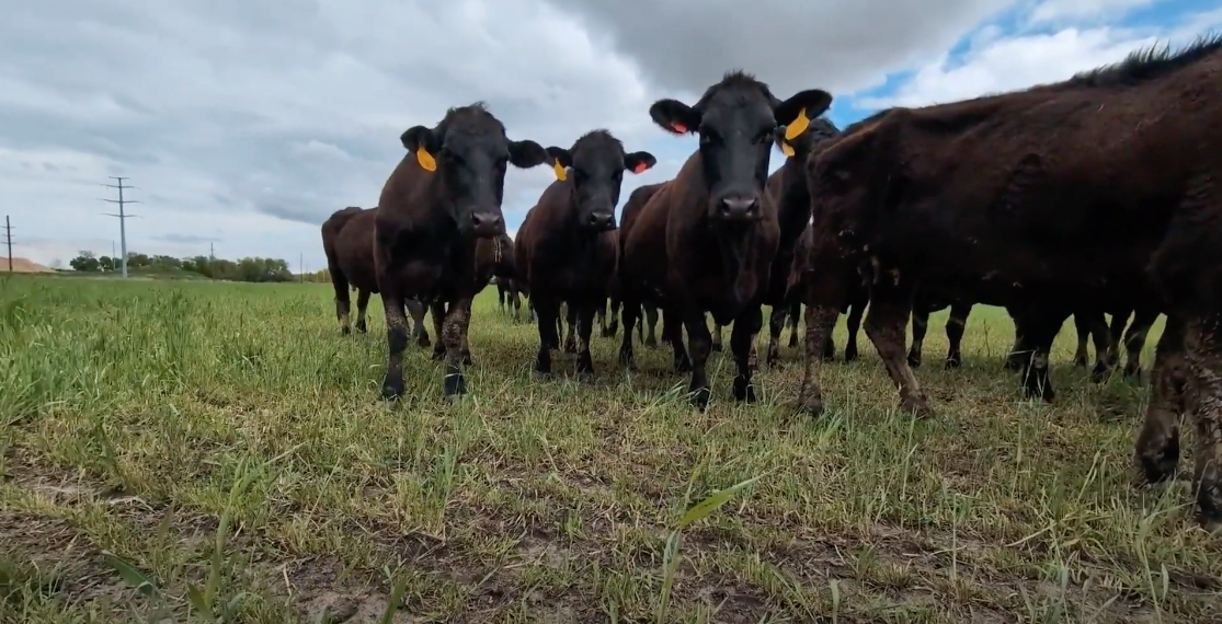 Cattle herd grazing cover crops