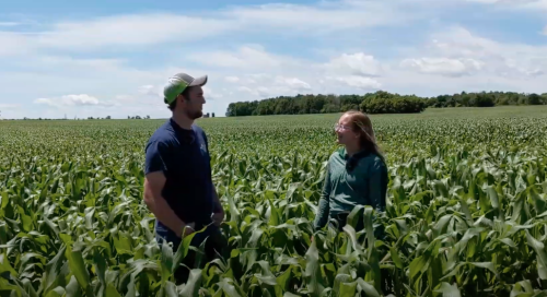 Man and woman talking in a corn field