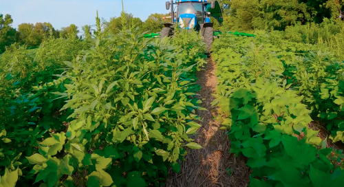 Tractor in cotton field