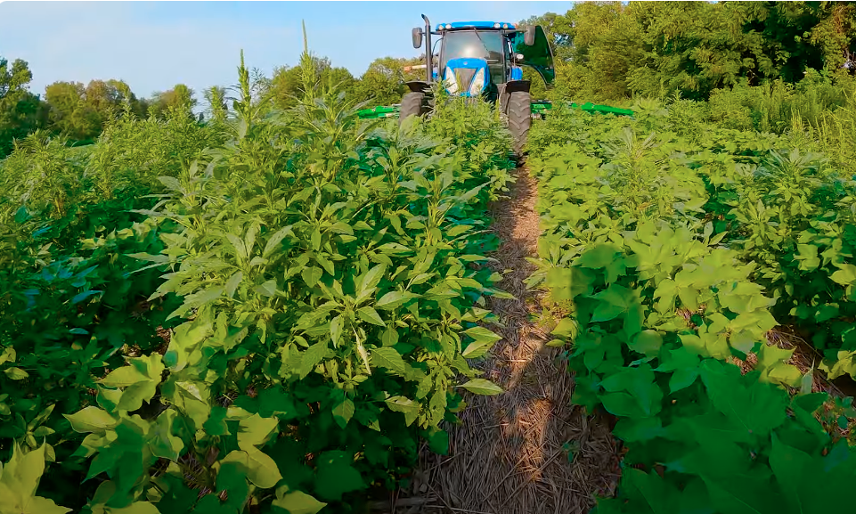 Tractor in cotton field