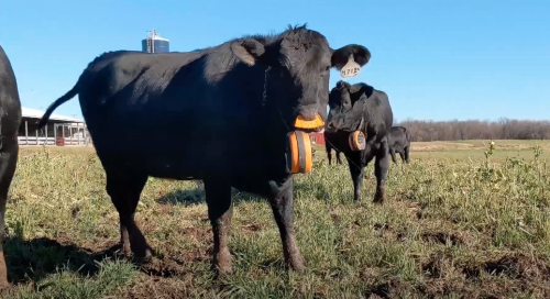 Cattle wearing GPS collar