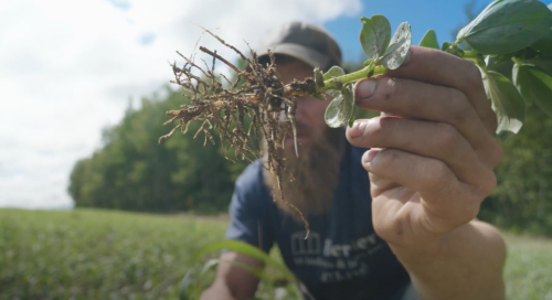 Man holding up roots of a potato plant