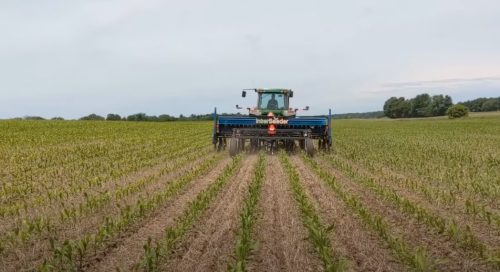 Interseeder in a corn field