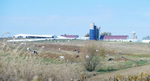 Dairy cows grazing in a pasture